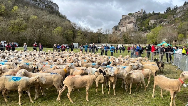 Transhumance à Rocamadour